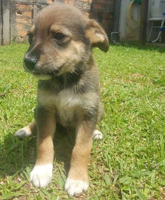Cachorro ra a SRD idade 2 a 6 meses nome SEM NOME - 1
