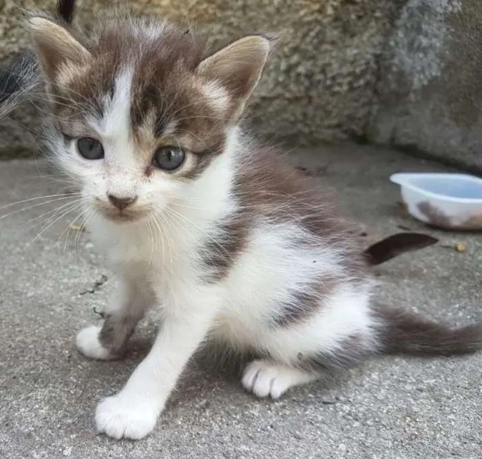 Gato ra a RND idade Abaixo de 2 meses nome Gatinhos