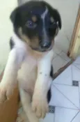 Sophia