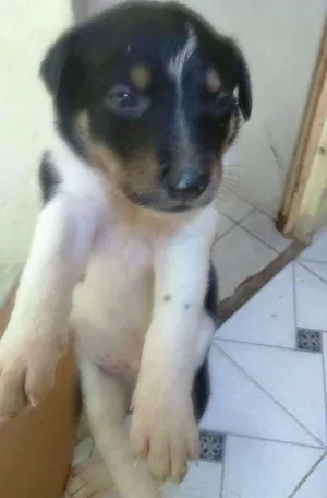 Cachorro raça  idade 1 ano nome Sophia