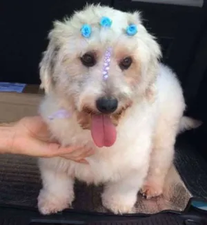 Cachorro raça vira lata e misturado com puddle idade 2 anos nome branquinha e neguinh
