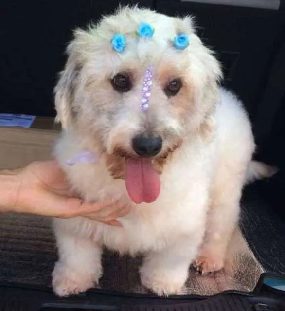 Cachorro ra a vira lata e misturado com puddle idade 2 anos nome branquinha e neguinh