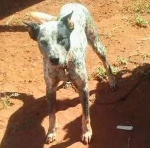 Cachorro raça SRD idade 2 a 6 meses nome FILHOTES