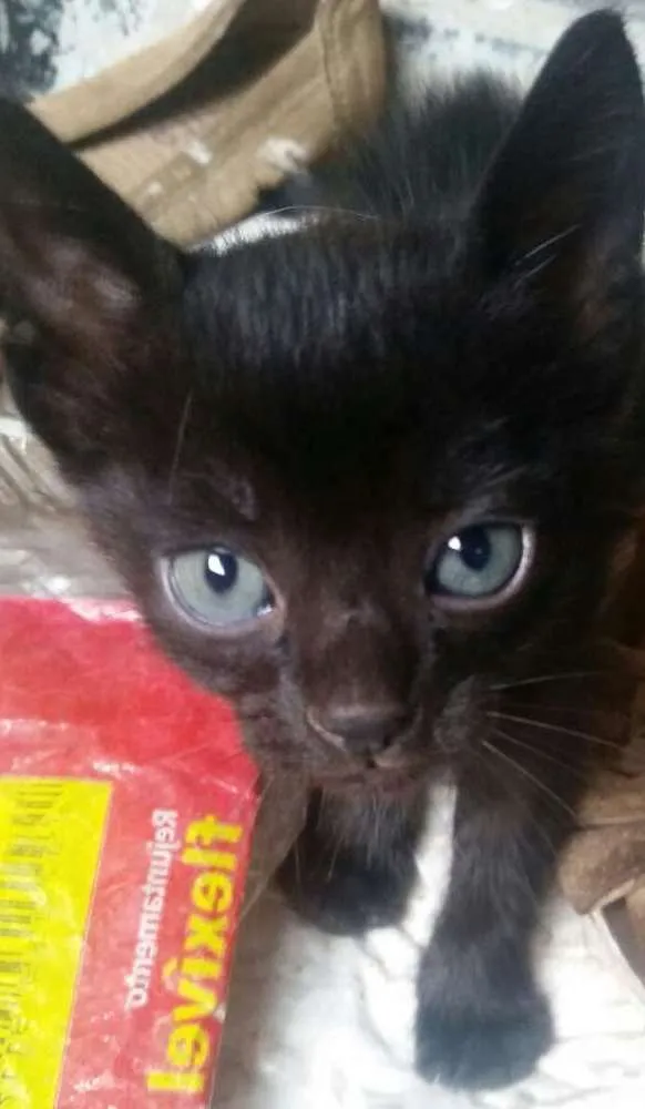 Gato ra a siames idade Abaixo de 2 meses nome sem nome