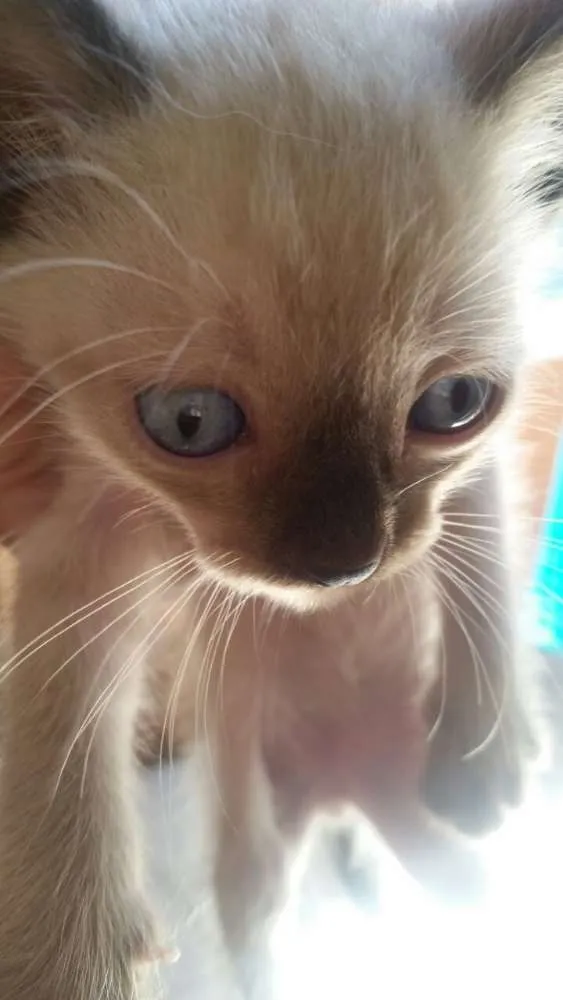 Gato ra a siames idade Abaixo de 2 meses nome sem nome