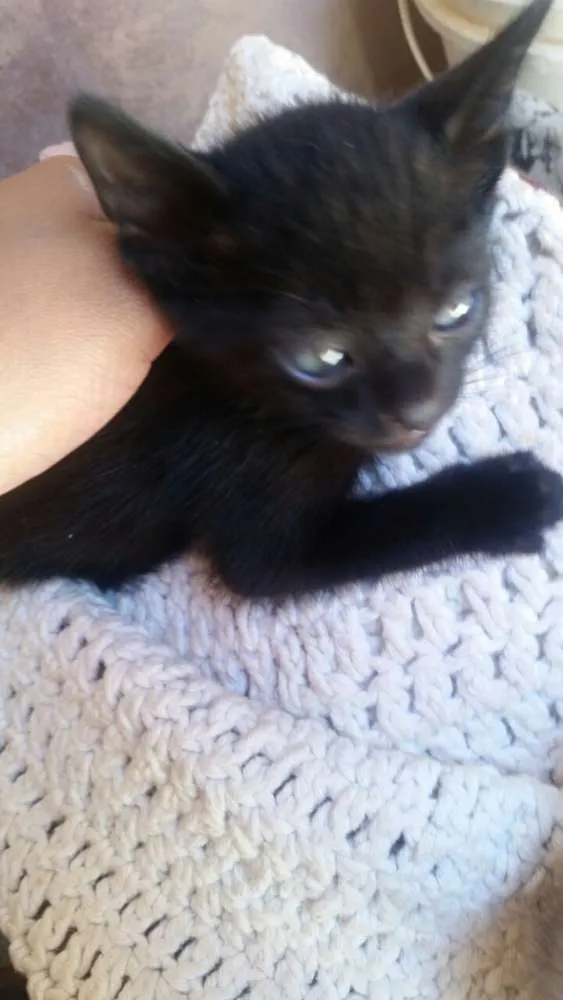 Gato ra a siames idade Abaixo de 2 meses nome sem nome