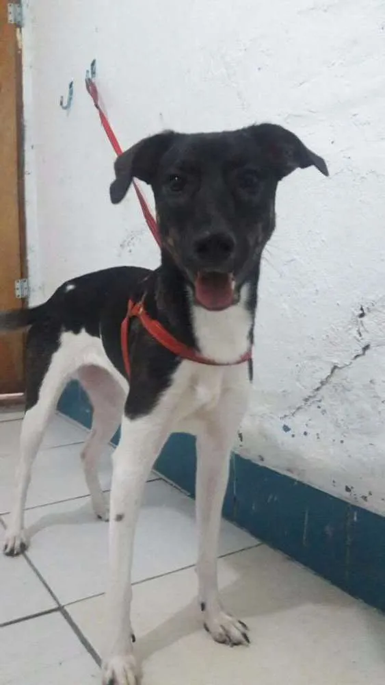 Cachorro ra a SRD idade  nome SANDY