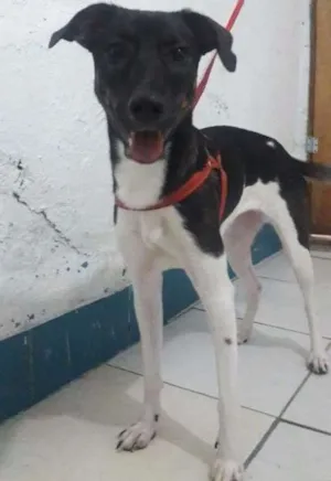Cachorro raça SRD idade  nome SANDY