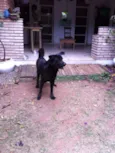 Fuleco