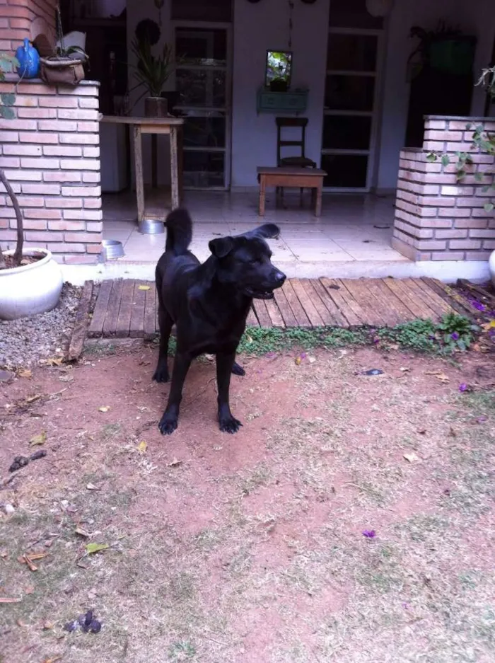 Cachorro raça não definida idade 2 anos nome Fuleco