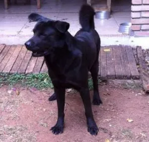 Cachorro raça não definida idade 2 anos nome Fuleco
