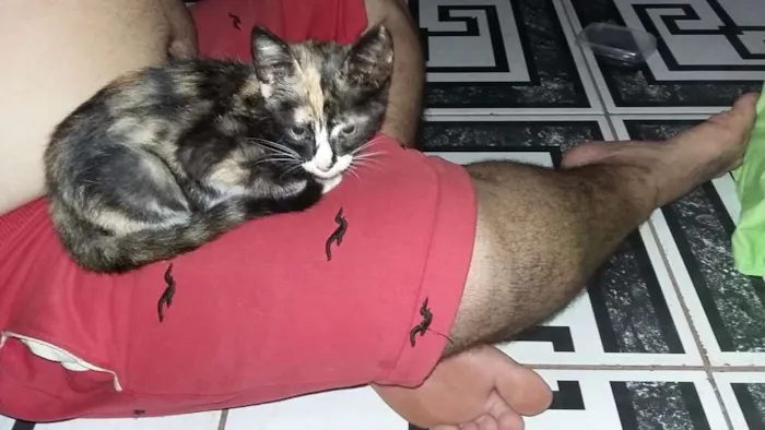 Gato ra a Vira lata idade 2 a 6 meses nome Sem nome