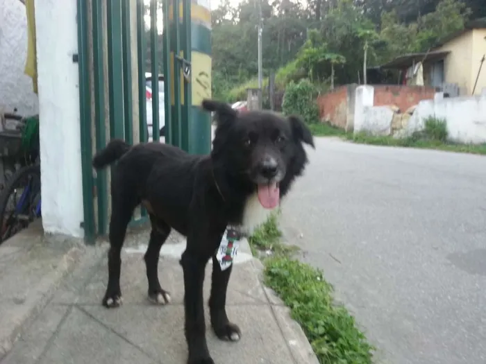 Cachorro ra a border colle vira lata idade 2 anos nome Chech