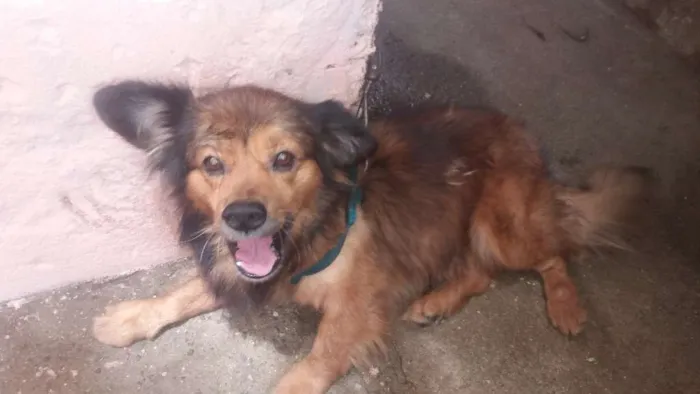 Cachorro ra a Mestiço  idade 6 ou mais anos nome Kendow