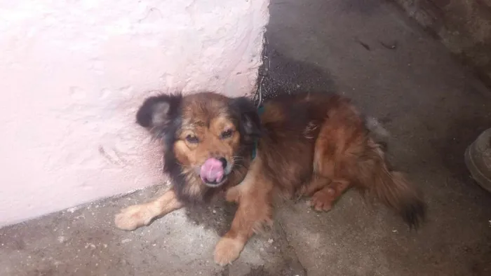 Cachorro ra a Mestiço  idade 6 ou mais anos nome Kendow
