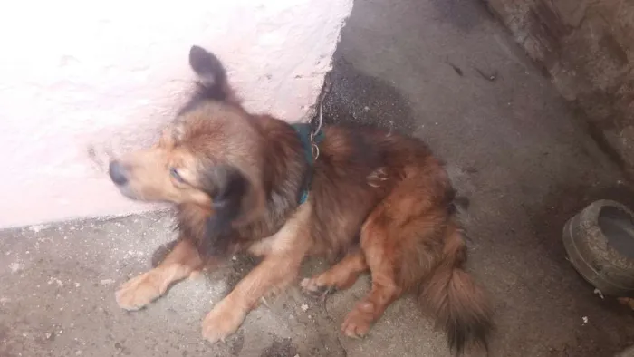 Cachorro ra a Mestiço  idade 6 ou mais anos nome Kendow