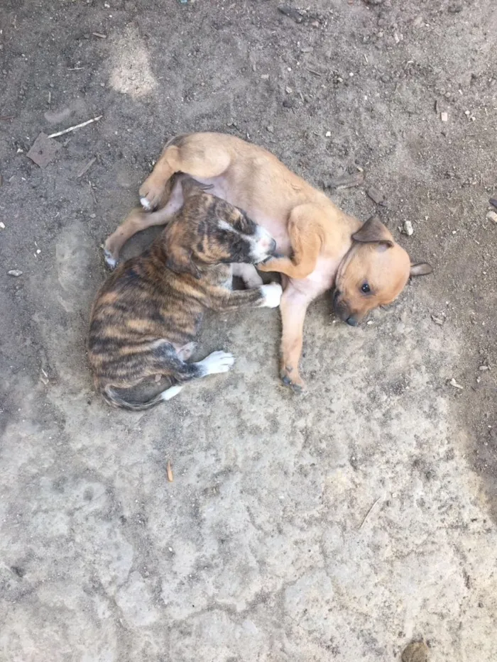Cachorro raça  idade Abaixo de 2 meses nome São 8