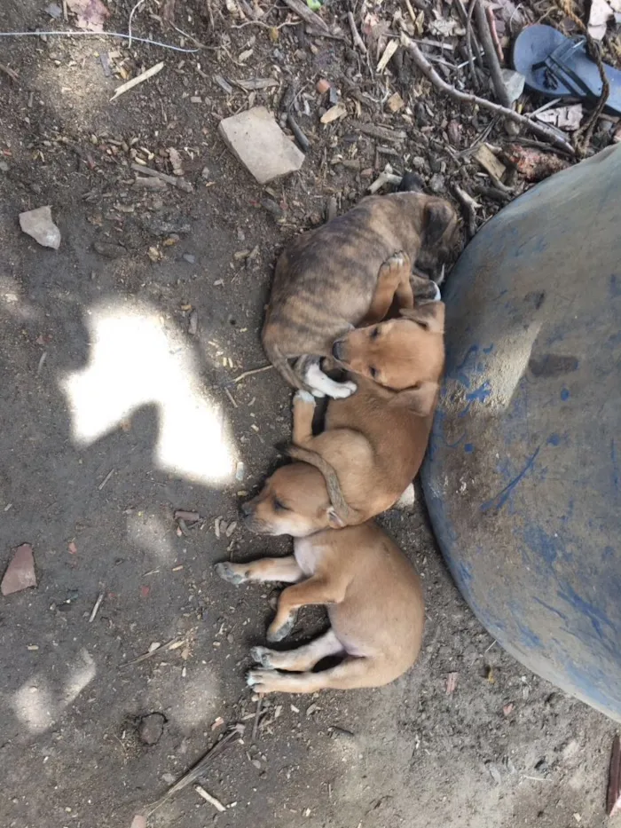Cachorro raça  idade Abaixo de 2 meses nome São 8