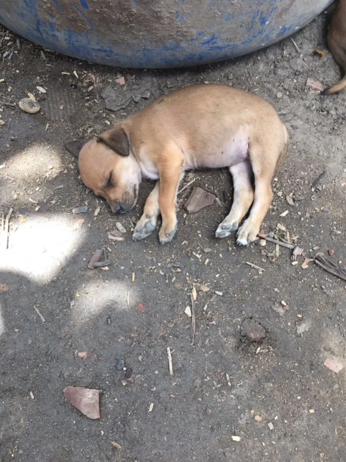 Cachorro raça  idade Abaixo de 2 meses nome São 8