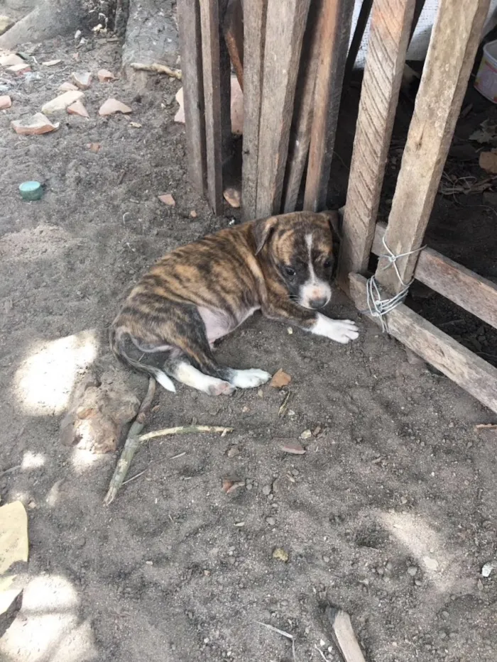 Cachorro raça  idade Abaixo de 2 meses nome São 8