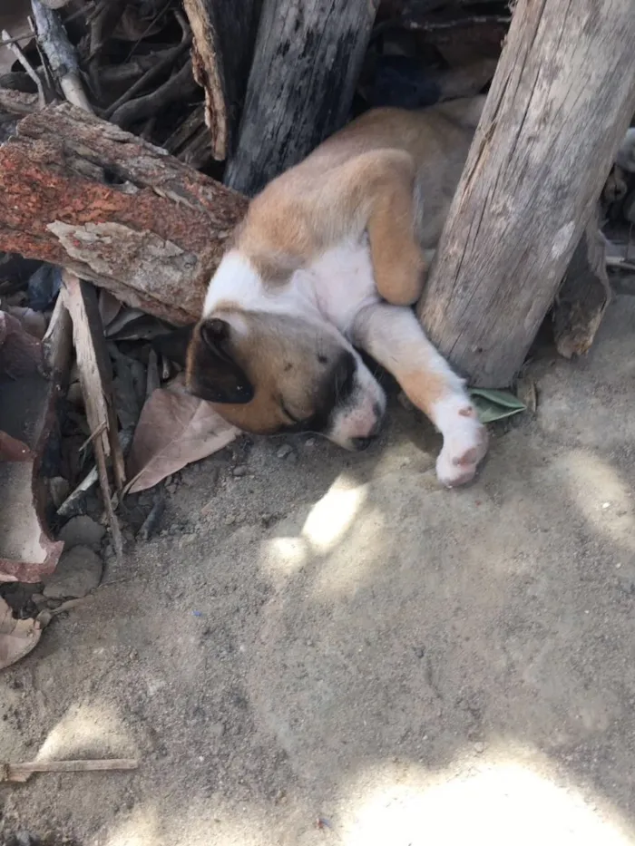 Cachorro raça  idade Abaixo de 2 meses nome São 8