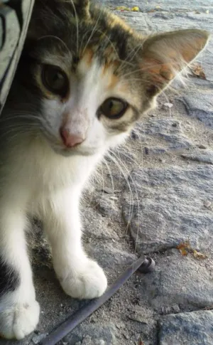 Gato raça SRD idade 2 a 6 meses nome Malhadinha