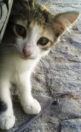 Malhadinha