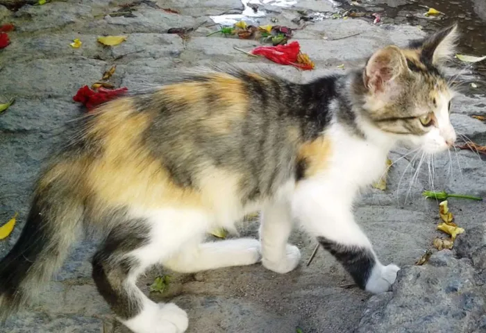 Gato ra a SRD idade 2 a 6 meses nome Malhadinha