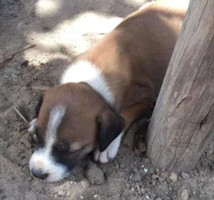 Cachorro raça  idade Abaixo de 2 meses nome São 8