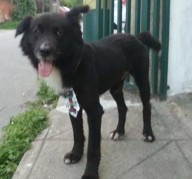 Cachorro ra a border colle vira lata idade 2 anos nome Chech