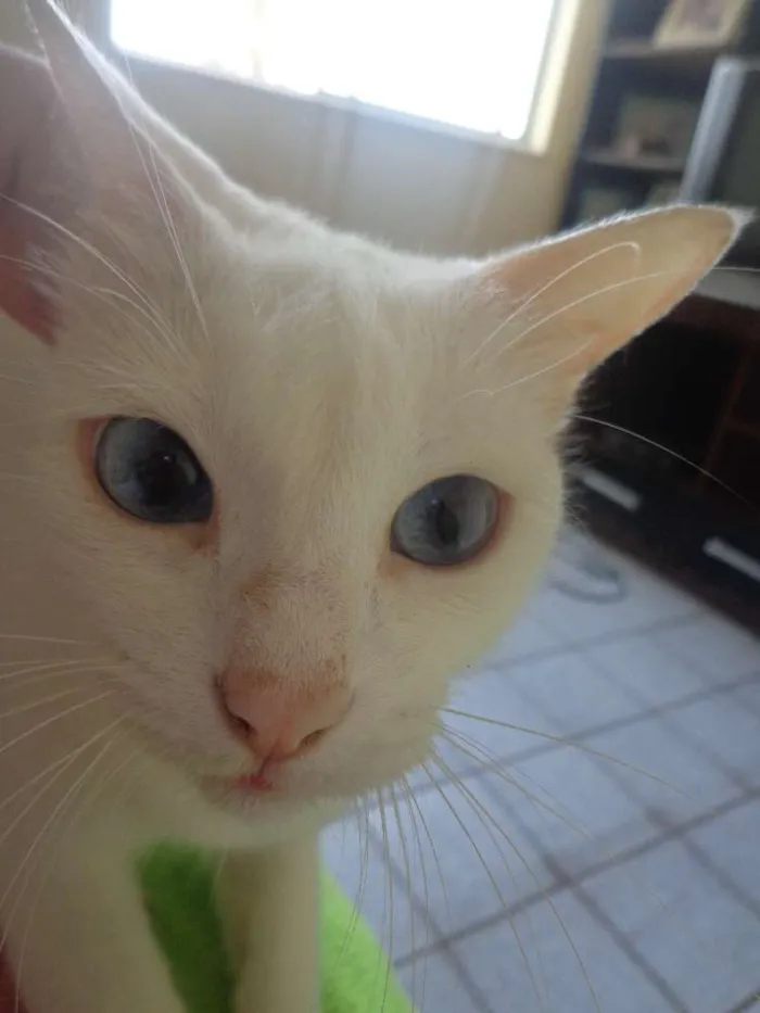 Gato ra a  idade 3 anos nome Kyara perola magali 