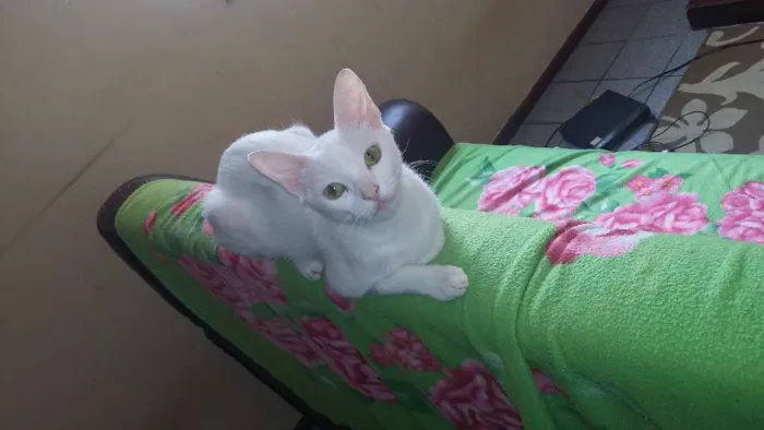 Gato ra a  idade 3 anos nome Kyara perola magali 