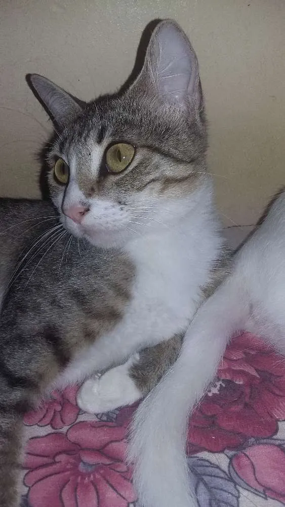 Gato ra a  idade 3 anos nome Kyara perola magali 