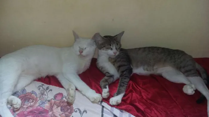 Gato ra a  idade 3 anos nome Kyara perola magali 