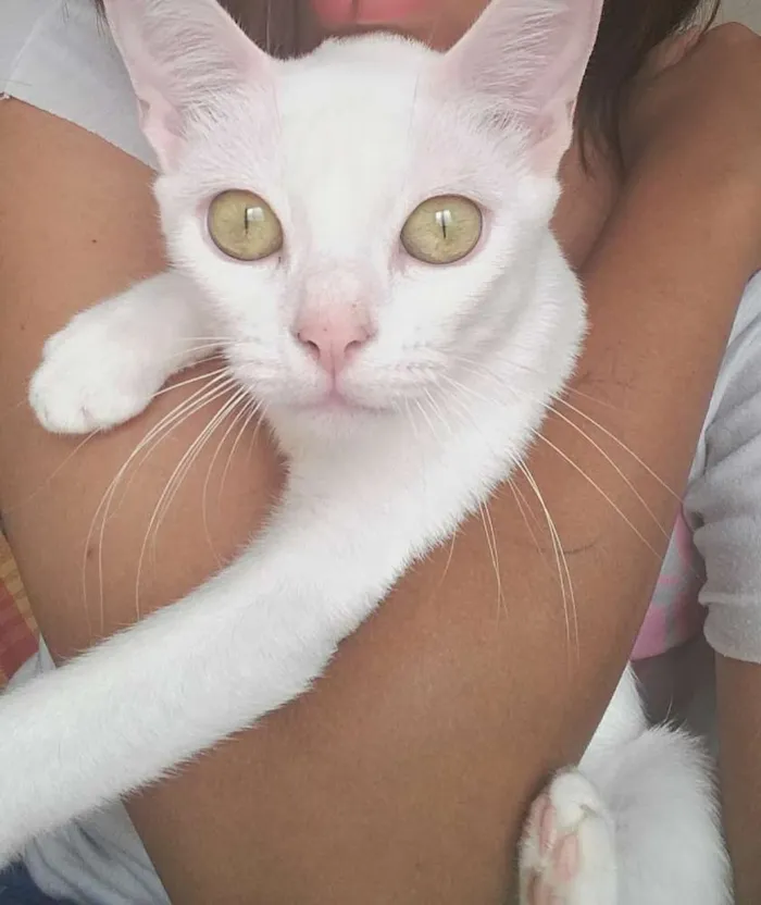 Gato ra a  idade 3 anos nome Kyara perola magali 