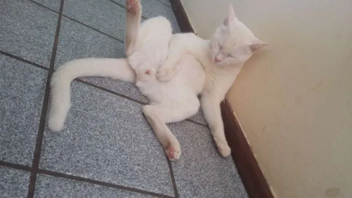 Gato ra a  idade 3 anos nome Kyara perola magali 