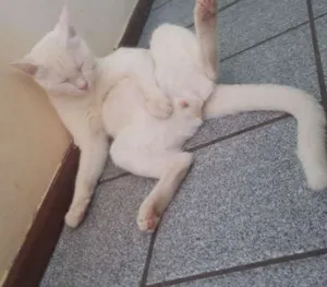 Gato raça  idade 3 anos nome Kyara perola magali 