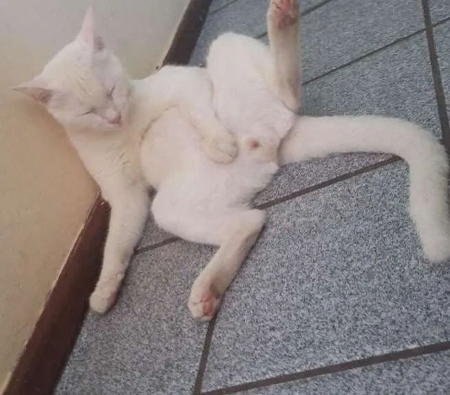 Gato ra a  idade 3 anos nome Kyara perola magali 