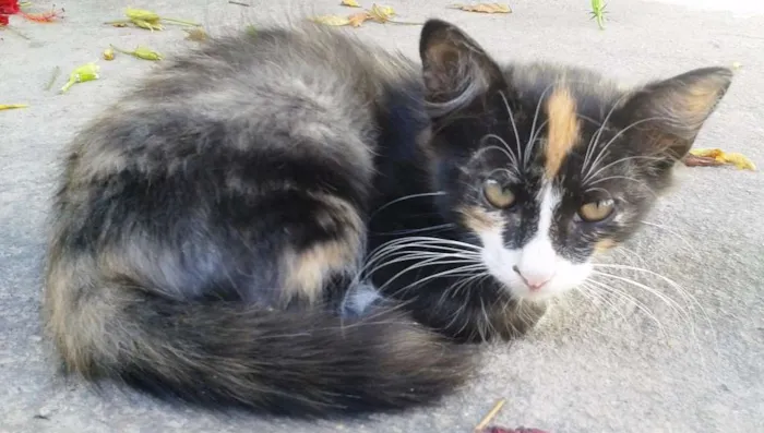 Gato ra a SRD idade 2 a 6 meses nome Bat Woman