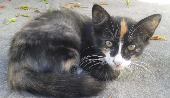 Gato ra a SRD idade 2 a 6 meses nome Bat Woman