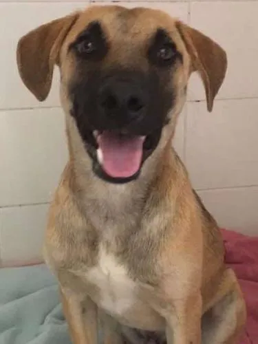 Cachorro ra a SRD idade  nome SNOOP