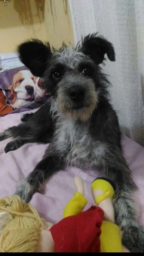 Cachorro ra a mix idade  nome TITE
