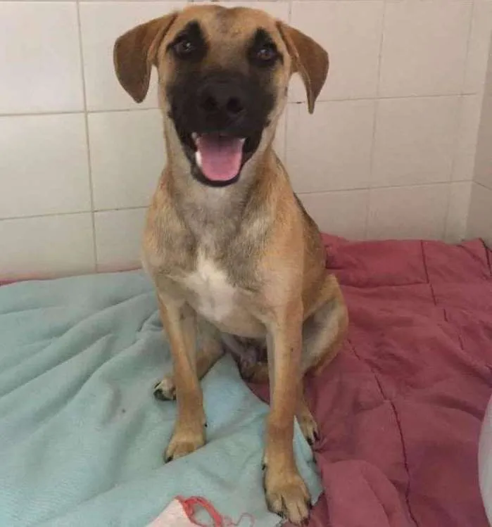 Cachorro ra a SRD idade  nome SNOOP