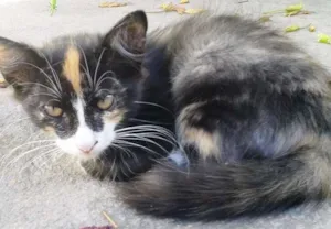 Gato raça SRD idade 2 a 6 meses nome Bat Woman