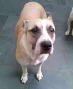Cachorro raça MIX PIT idade  nome Filo