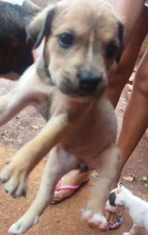 Cachorro raça vira-lata  idade Abaixo de 2 meses nome Ainda estão sem nome