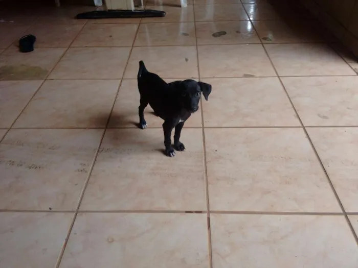 Cachorro ra a Vira lata idade Abaixo de 2 meses nome Malloy