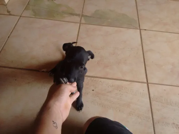 Cachorro ra a Vira lata idade Abaixo de 2 meses nome Malloy
