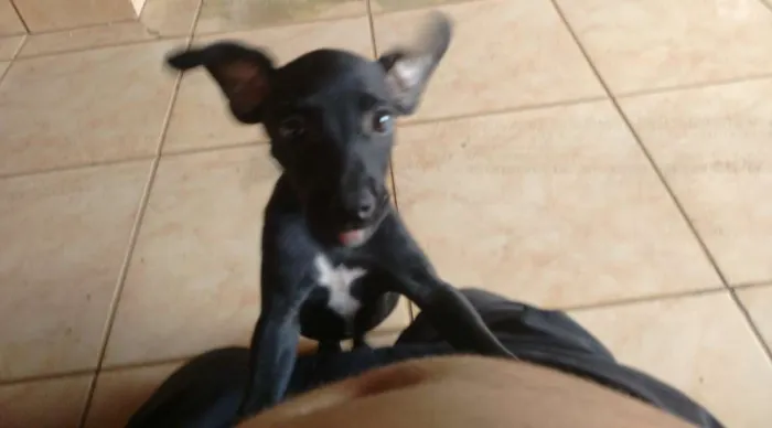 Cachorro ra a Vira lata idade Abaixo de 2 meses nome Malloy