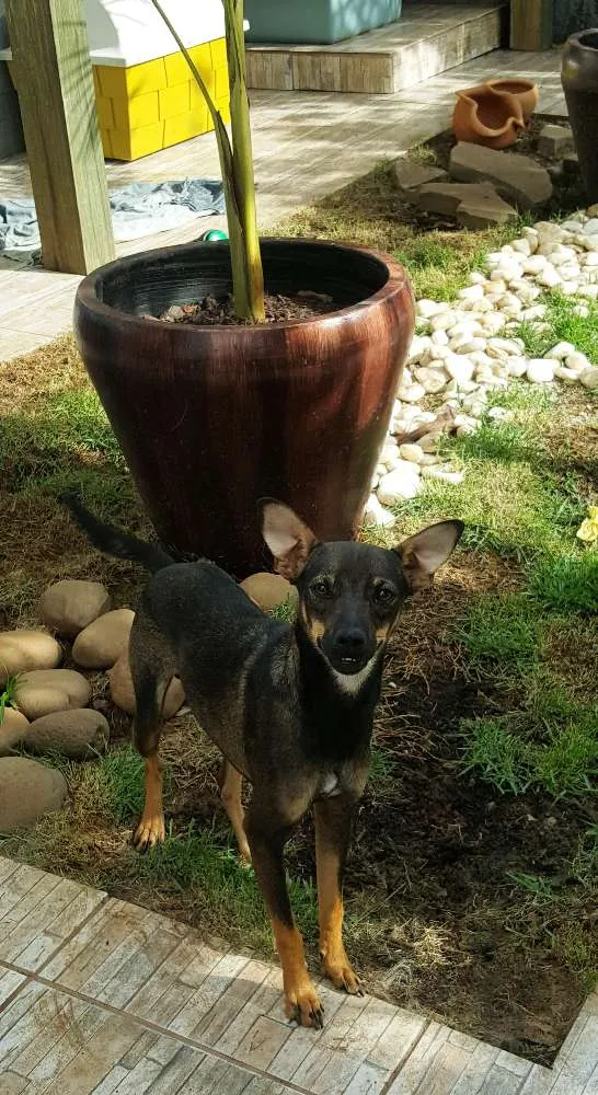 Cachorro ra a SRD idade 2 a 6 meses nome Pernalonga 